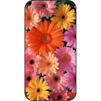 Шаблон №2111 Астры разноцветные