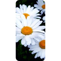 шаблон №2138 Белые Ромашки