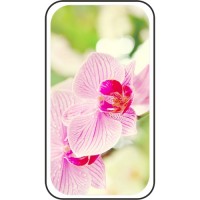 Шаблон №2256 Орхидея на зеленом фоне