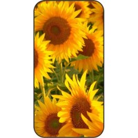 Шаблон №2279 Цветы похожие на солнце