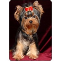 Шаблон №2295 Йоркширский терьер